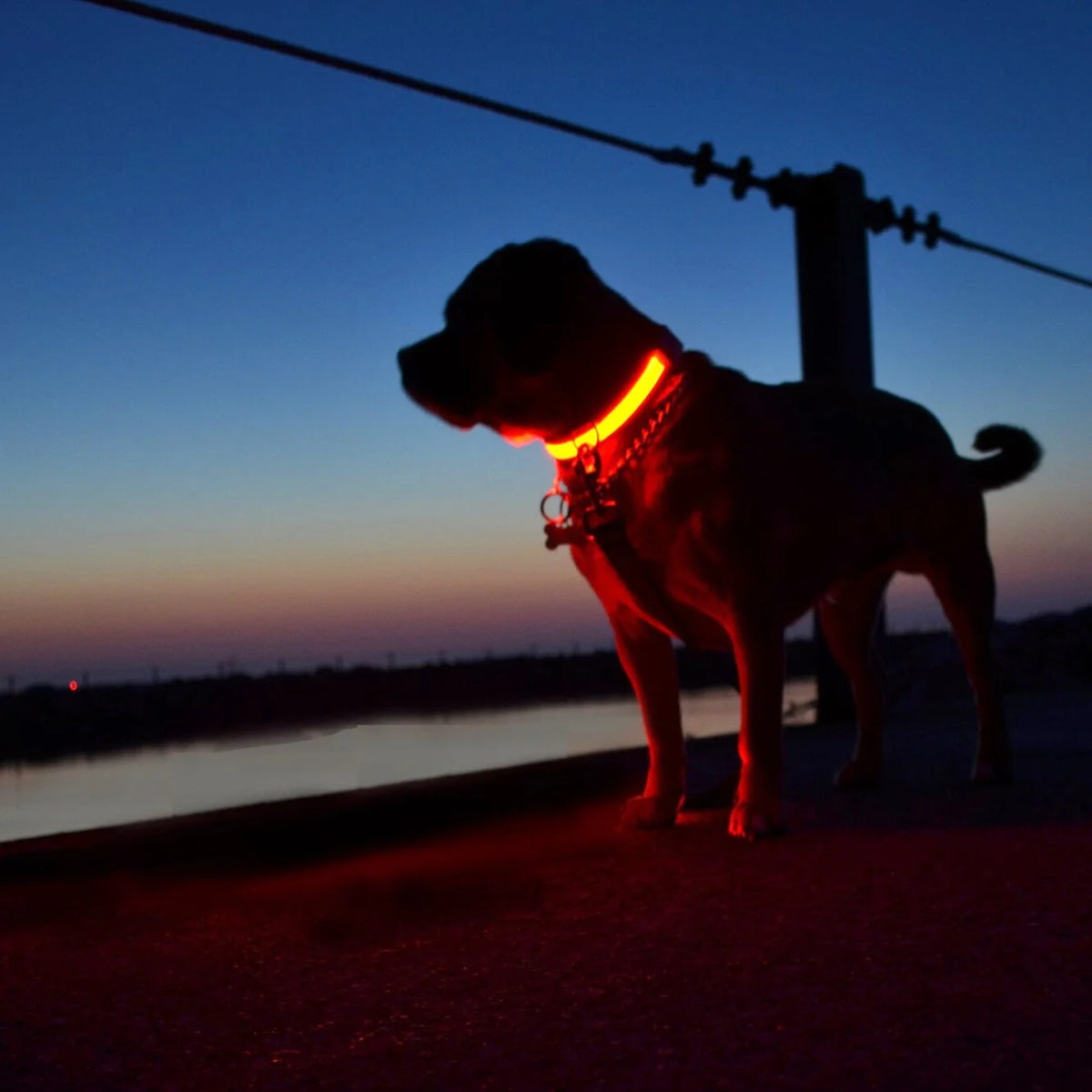 VOREL NightSafe LED Dog Collar