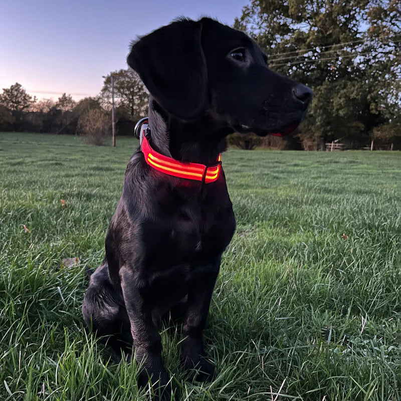 VOREL NightSafe LED Dog Collar