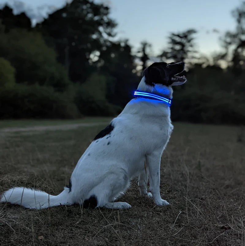 VOREL NightSafe LED Dog Collar