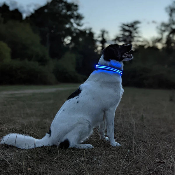 VOREL NightSafe LED Dog Collar